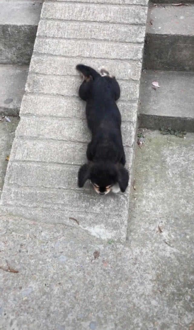 流浪狗在地上爬行,网友看它可怜想帮它,接着一幕令他直接笑喷