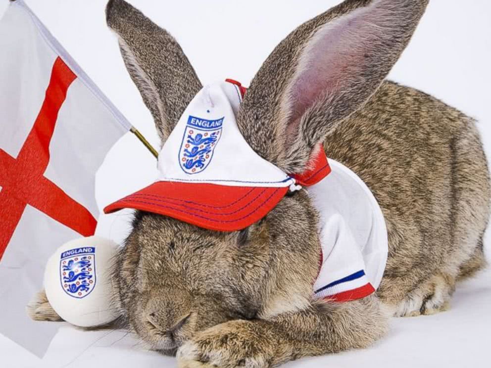 兔子darius 巨兔darius不但体型大,寿命也很长,算是没有白让主人好吃