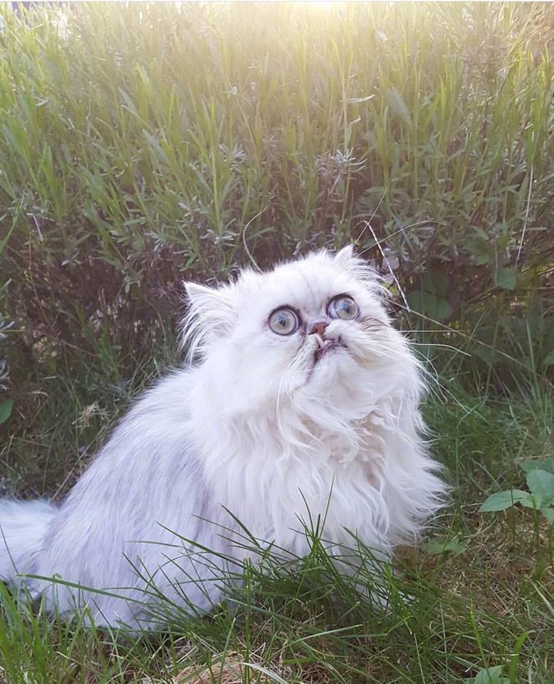 前几天那只很火长得像奶奶的猫咪原来它每一次拍照都那么惊悚