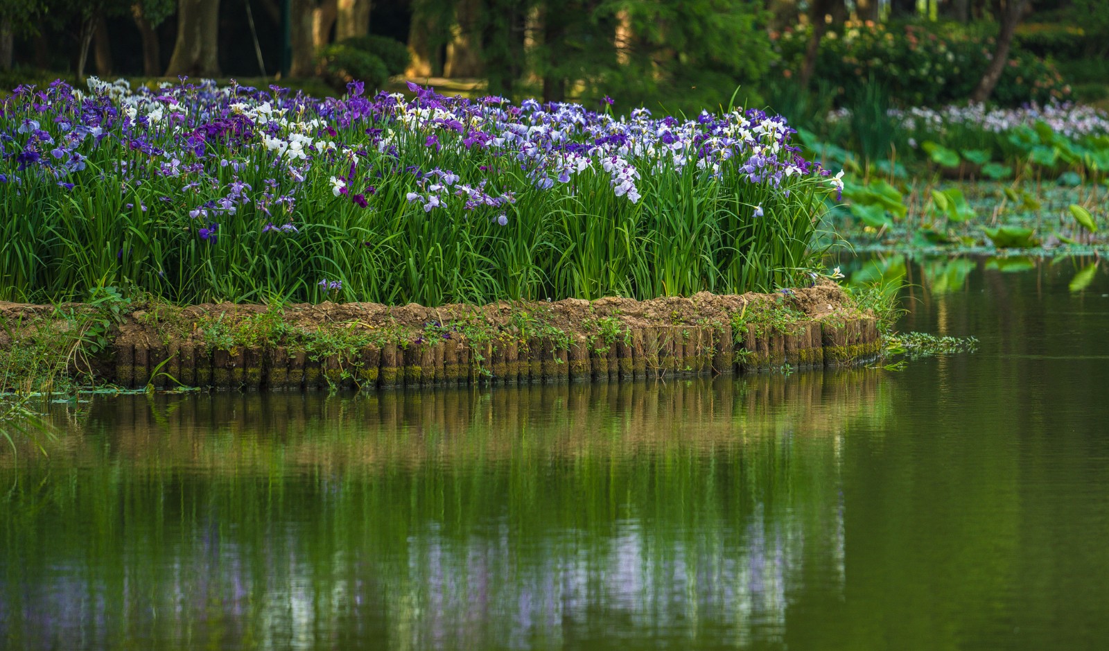 太湖岸上的花菖蒲被花点缀的迷人初夏