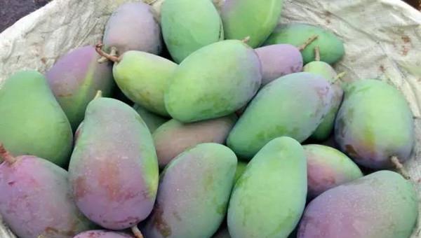 一县一品公益助农,广西田阳特色农产品香芒