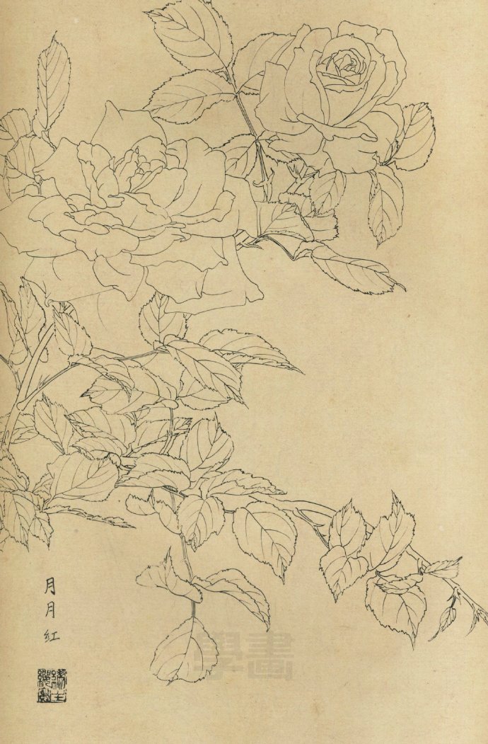 线描百花图谱