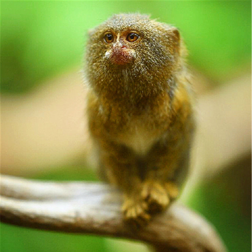 这种身高只有14厘米的小猴子一定很少有人见过吧|灰黑色|侏儒|狨猴_新