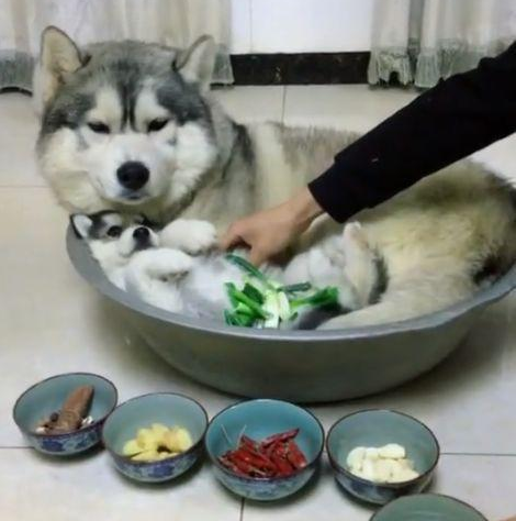 主人假装要炖狗肉汤,哈士奇一脸生无可恋