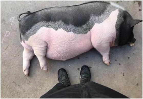 男子网购迷你宠物猪,店家承诺长不大,五个月他抱着猪一脸苦笑