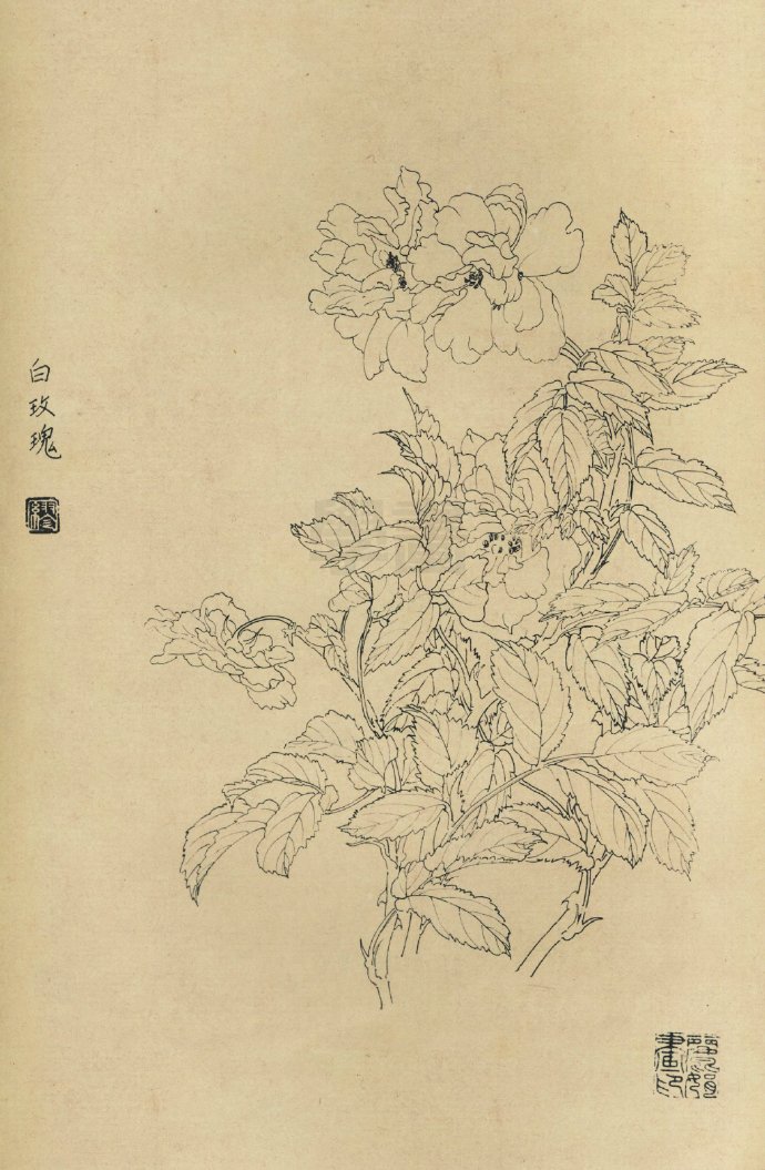 线描百花图谱