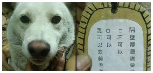 狗狗跑邻居家玩,脖子多了块吊牌,看到上面的字后,心头一暖