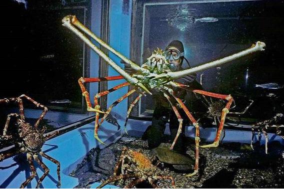 蟹",足足有三米高,目前已被捕杀成稀有动物|杀人蟹|螃蟹|体型_新浪网