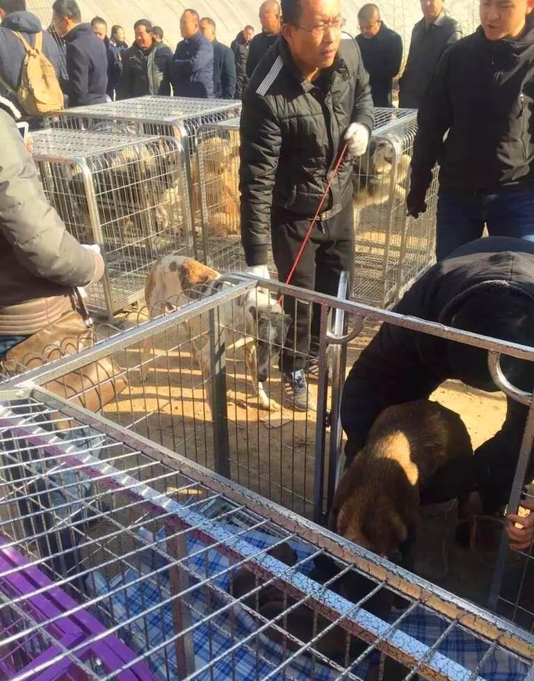 镜头下真实的屠狗场, 一天三百只狗遇害, 人性的反思