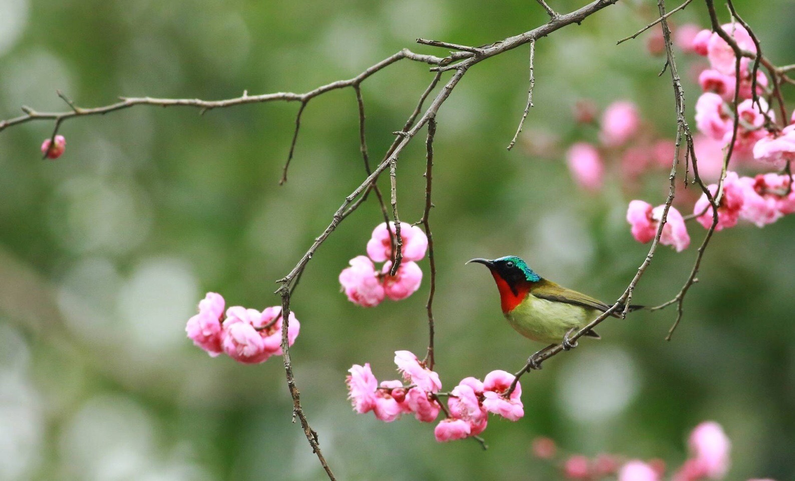春眠不觉晓处处闻啼鸟早上好