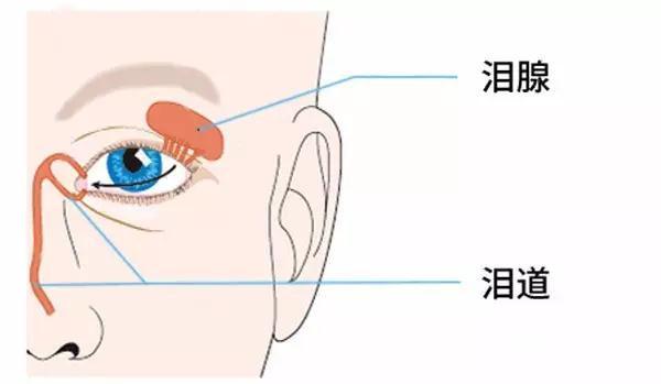 【宝宝眼屎多,爱流泪?小心泪道阻塞】大眼睛,长睫毛,水灵灵.