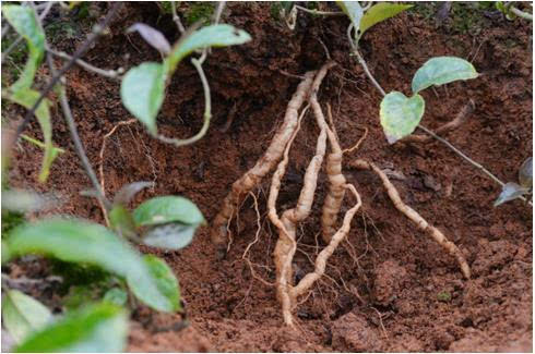 农村这种树,农民以前见了就砍,却不知它的根比黄金还贵|巴戟天|农村