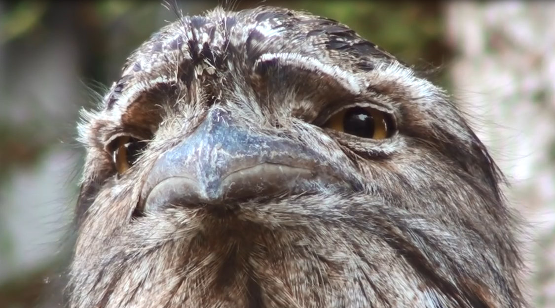 伪装界的表情包高手蟆口鸱,长得像木头,没想到被这张大嘴圈了粉