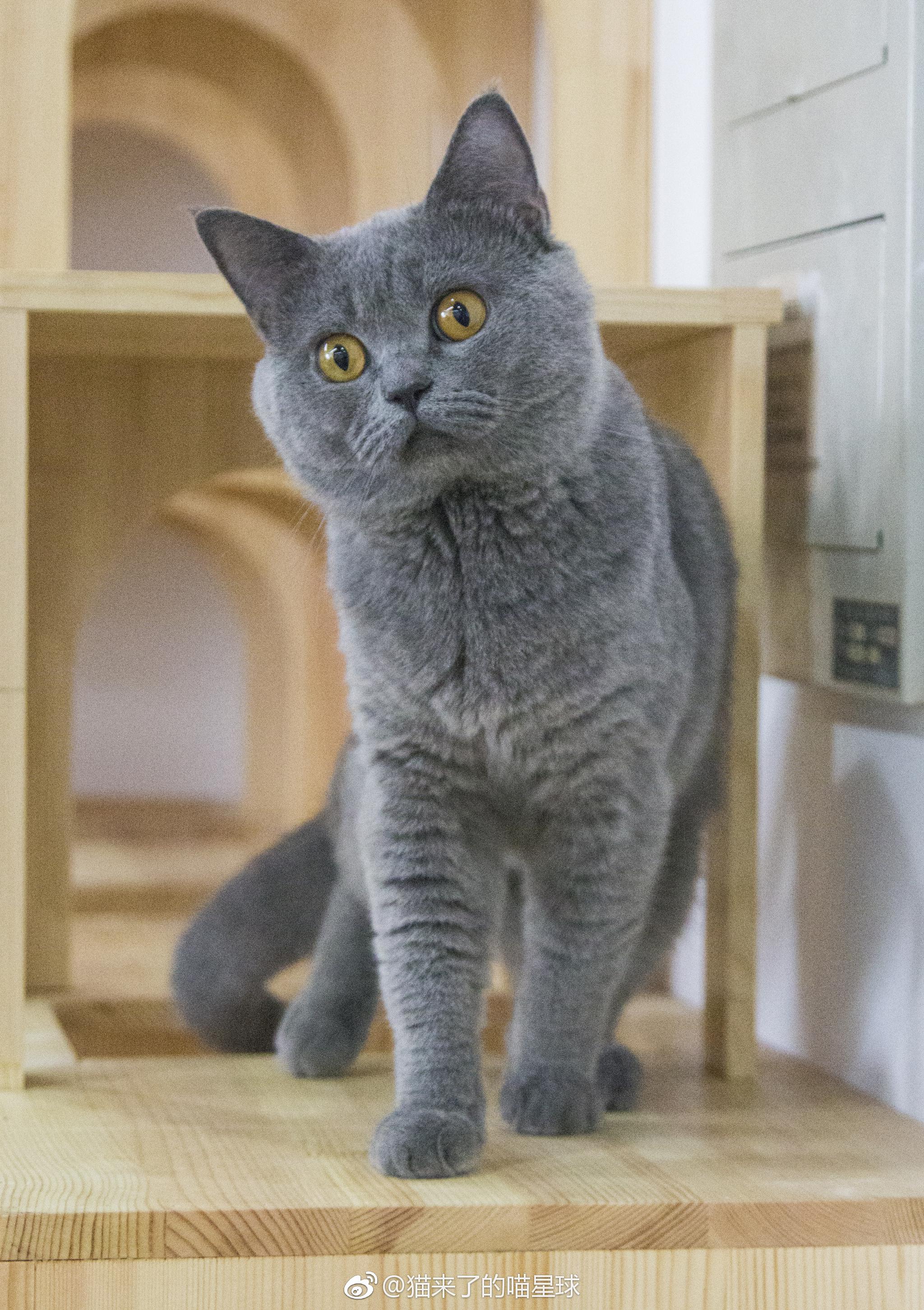 翠草的早上~猫宁!