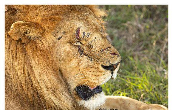 雄狮不愧为战斗而生身上的伤痕是它们成为王者的最好见证