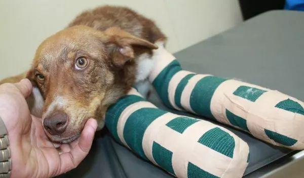 可怜的小狗被铁链锁起来竟然是因为