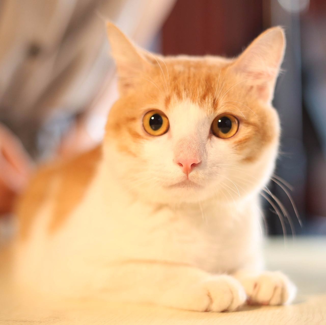 一只猫最终选择了这种方式离开了世界,它倒是安心,我却很痛心