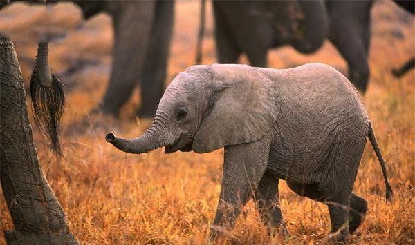 地球上最小的大象, 体型跟猫差不多, 性格文静的像个小姑娘