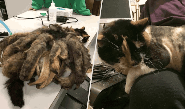 那些年因肥胖走红的动物们, 盘点动物界最胖动物top8