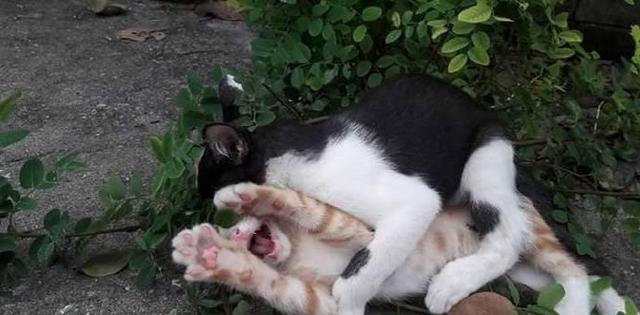 猫界霸道总裁如何谈情说爱,扑倒小橘猫的瞬间,简直甜死人了!