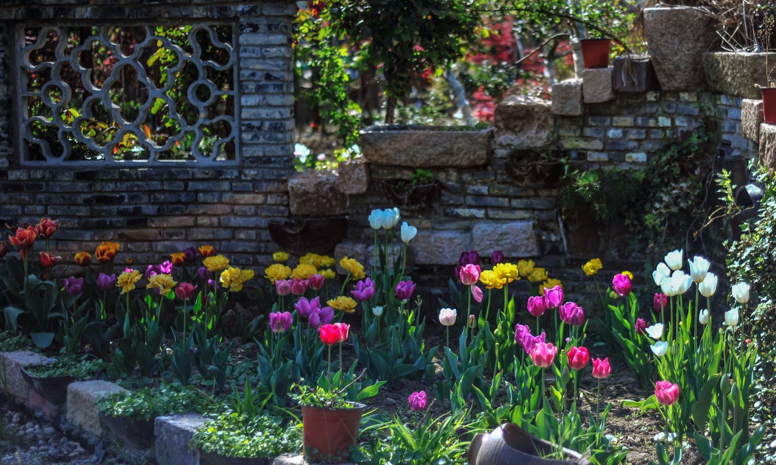 郁金香,美丽的名字美丽的花.正盛开在一个普通的农家花园里