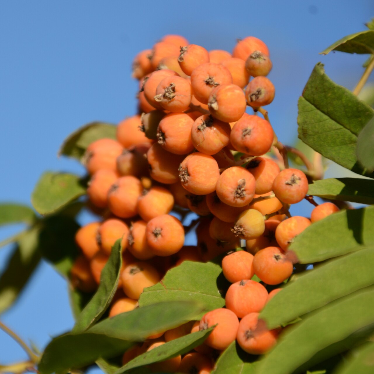 新的一天这么美花楸树黄色的小果子很漂亮