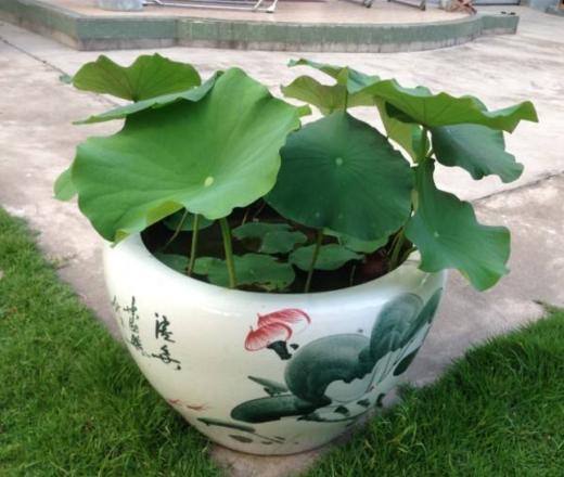 公公把阳台荷花缸打破了这满缸的藕让我们又惊又喜