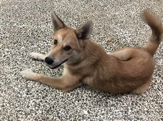 昨天,一只黄狗进了电视台,四处游历,狗狗很乖,叫它坐会坐