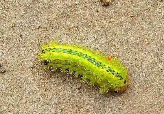 辣子|蛇|农村_新浪新闻