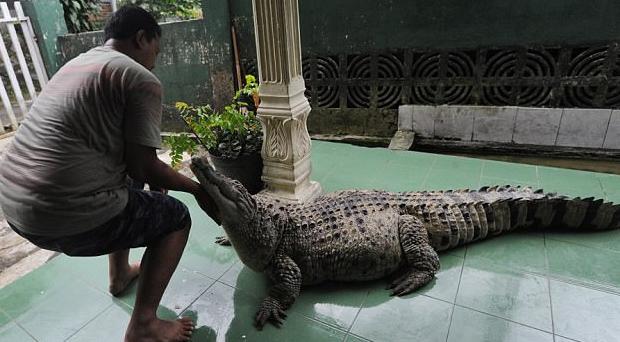 饲养鳄鱼20多年,主人表示它是自己家庭的一员
