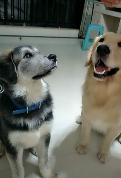 二哈和金毛生的串,再次刷新人对狗的印象,网友:穿迷彩的金毛!