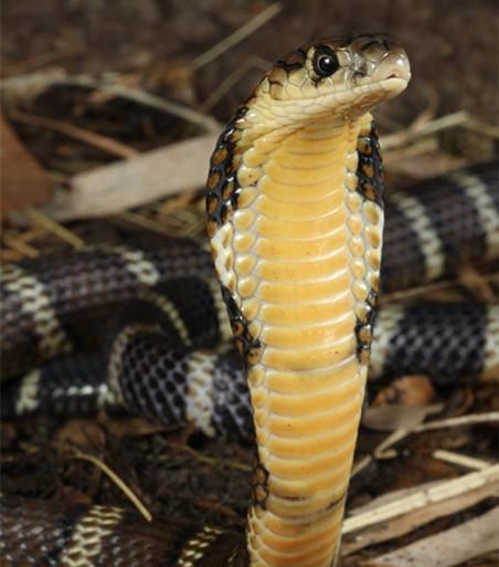 世界上最危险的一种毒蛇被咬到3分钟内不治疗便会身亡