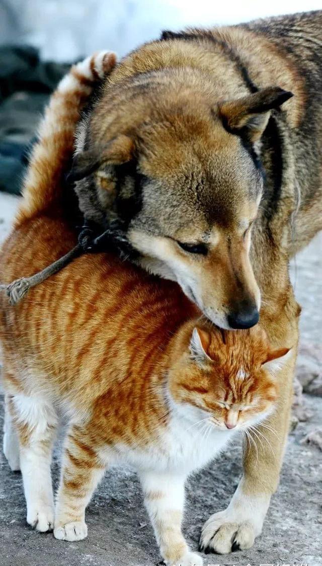 猫和狗之间的奇妙联系,两只猫和两只狗的故事!