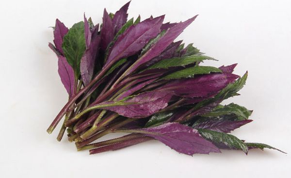 贫血吃什么这种补血菜家中种几盆可以吃一年