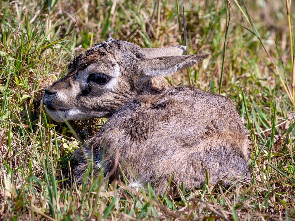 心碎瞬间:新生小瞪羚被鬣狗围捕成盘中餐