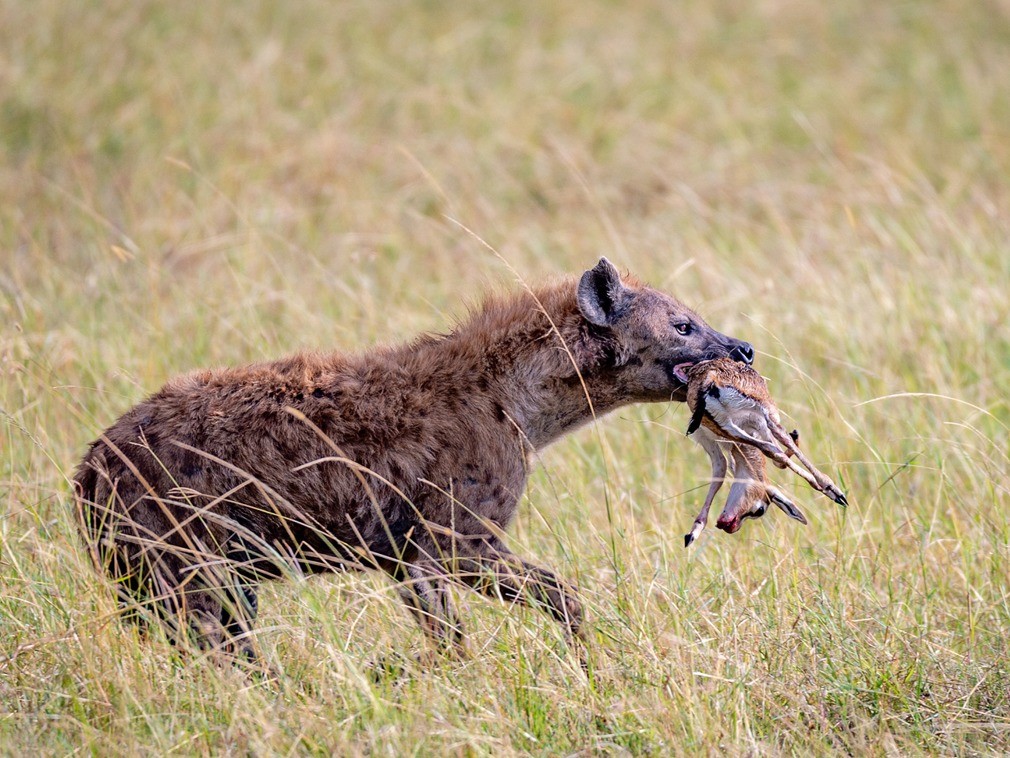 心碎瞬间:新生小瞪羚被鬣狗围捕成盘中餐
