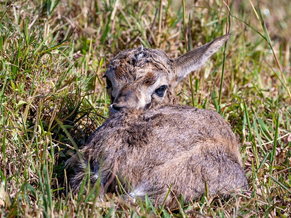 心碎瞬间:新生小瞪羚被鬣狗围捕成盘中餐