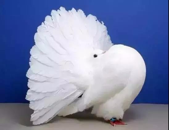 这的鸽子不光灰的,白的,还有更漂亮的呢!_新浪看点