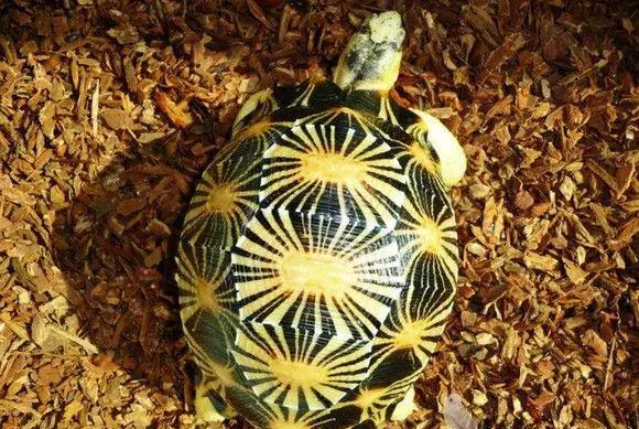 价高人气高,花纹绚丽的珍稀龟