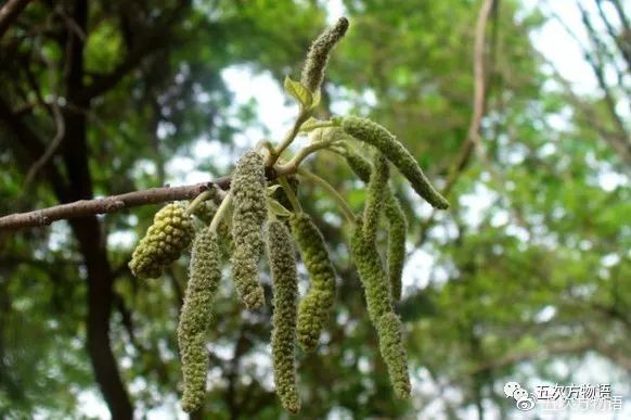 这种树的果实是不是你的童年记忆?|构树|花序|雄花_新浪新闻