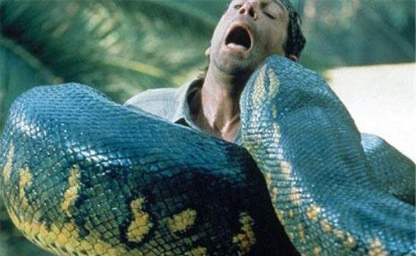 提起裤子不认账繁殖行为结束后雌性亚马逊森蚺生吞雄性