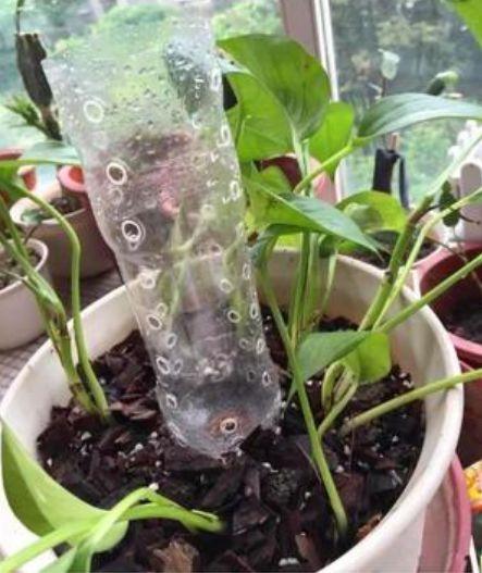 老花匠花10分钟,用"塑料瓶"一步步制成"绿萝柱",太牛了!