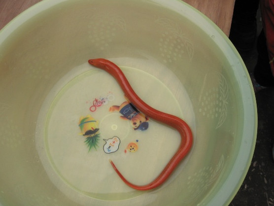 老汉把其他的普通黄鳝都卖了,唯独留下这条金色的黄鳝,村里来了上百位