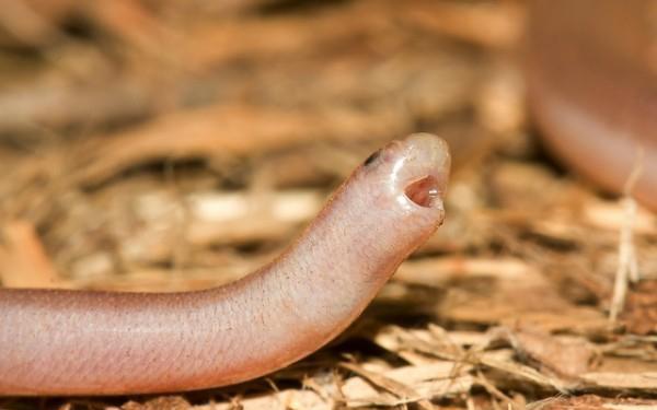 它是世界上"最小最呆萌"的蛇 好多人误以为是蚯蚓 只用屁股戳人