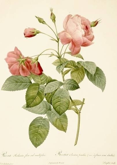 玫瑰花手绘图谱丨josephredouté绘