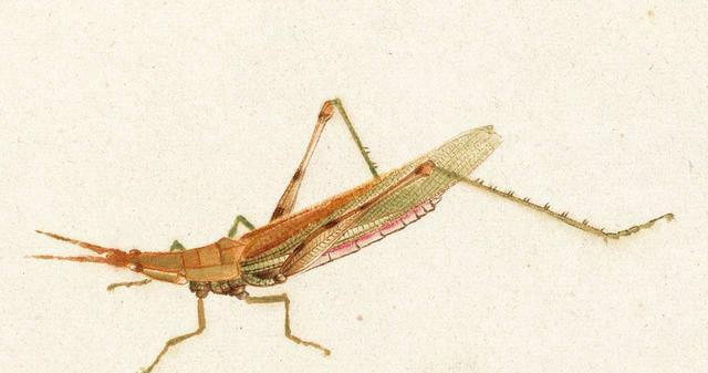 这不是照片这是齐白石的工笔草虫