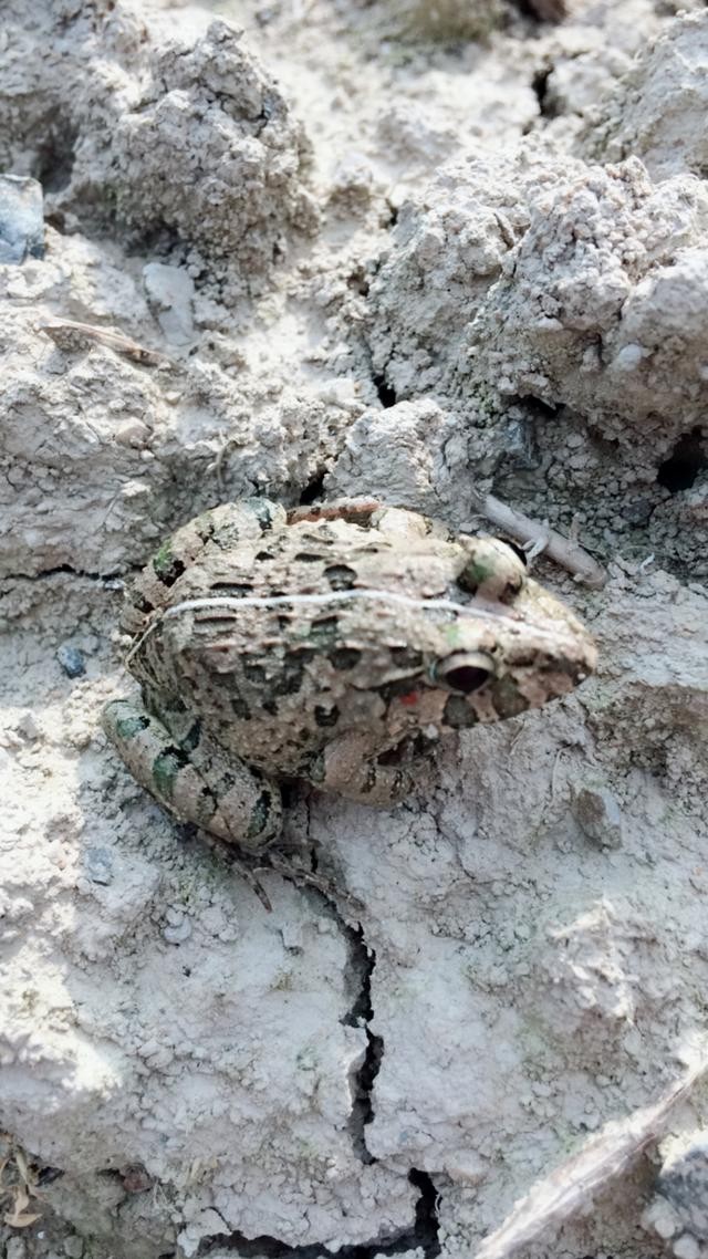 青蛙|个头|土灰色_新浪新闻