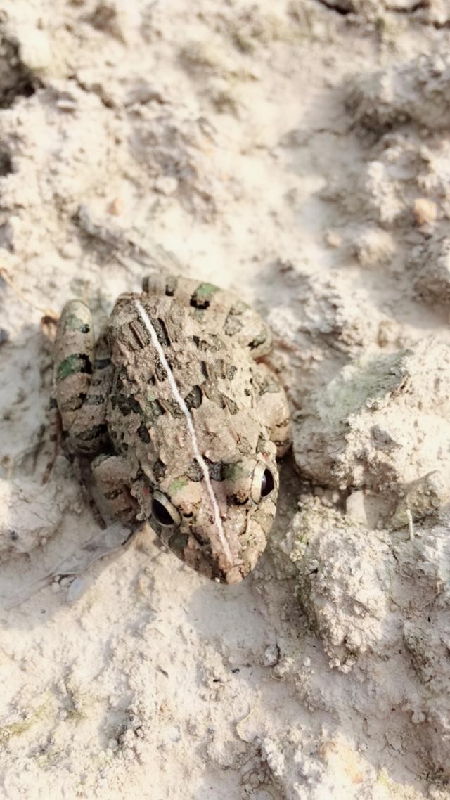 这种青蛙我们叫它土麻拐你们那叫啥