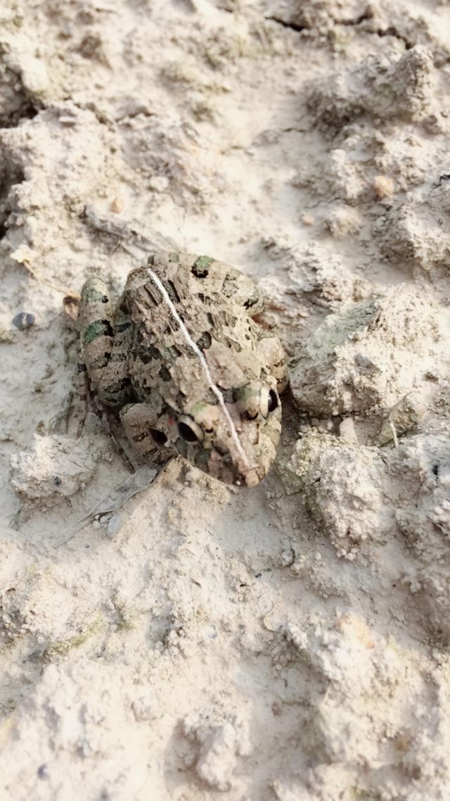 在我们这里有一种青蛙,它的个头非非常常小,颜色为土灰色,这可能是它