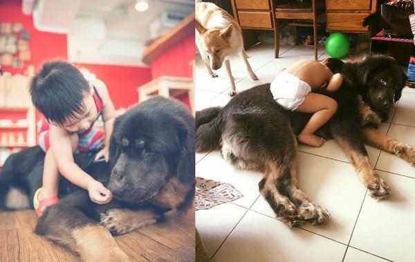 没见过这么胆小的藏獒,被牧羊犬欺负,吃饭还要小孩子喂!